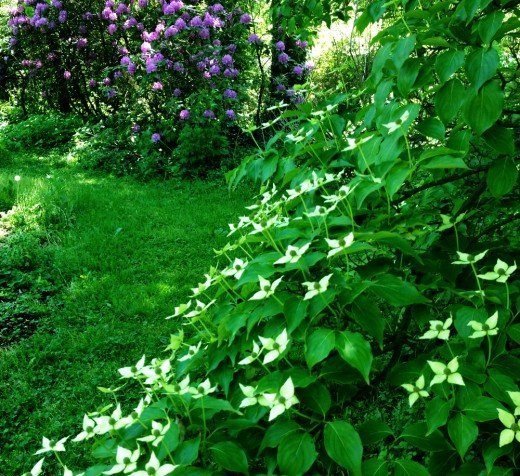 Ilona’s Garden Articles And Writing How-To